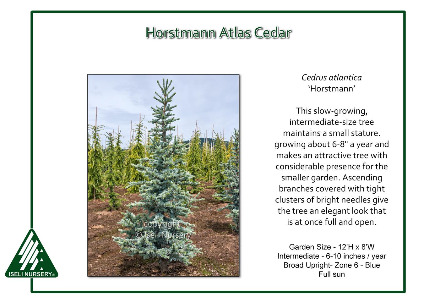 Cedrus Atlantica 'horstmann' - View 1 from www redcrocus com