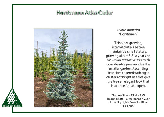 Cedrus Atlantica 'horstmann' - View 1 from www redcrocus com