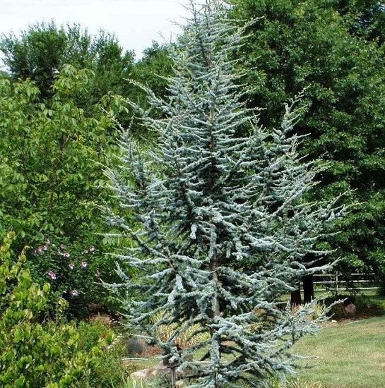 Cedrus Atlantica 'horstmann' - View 22 from www redcrocus com