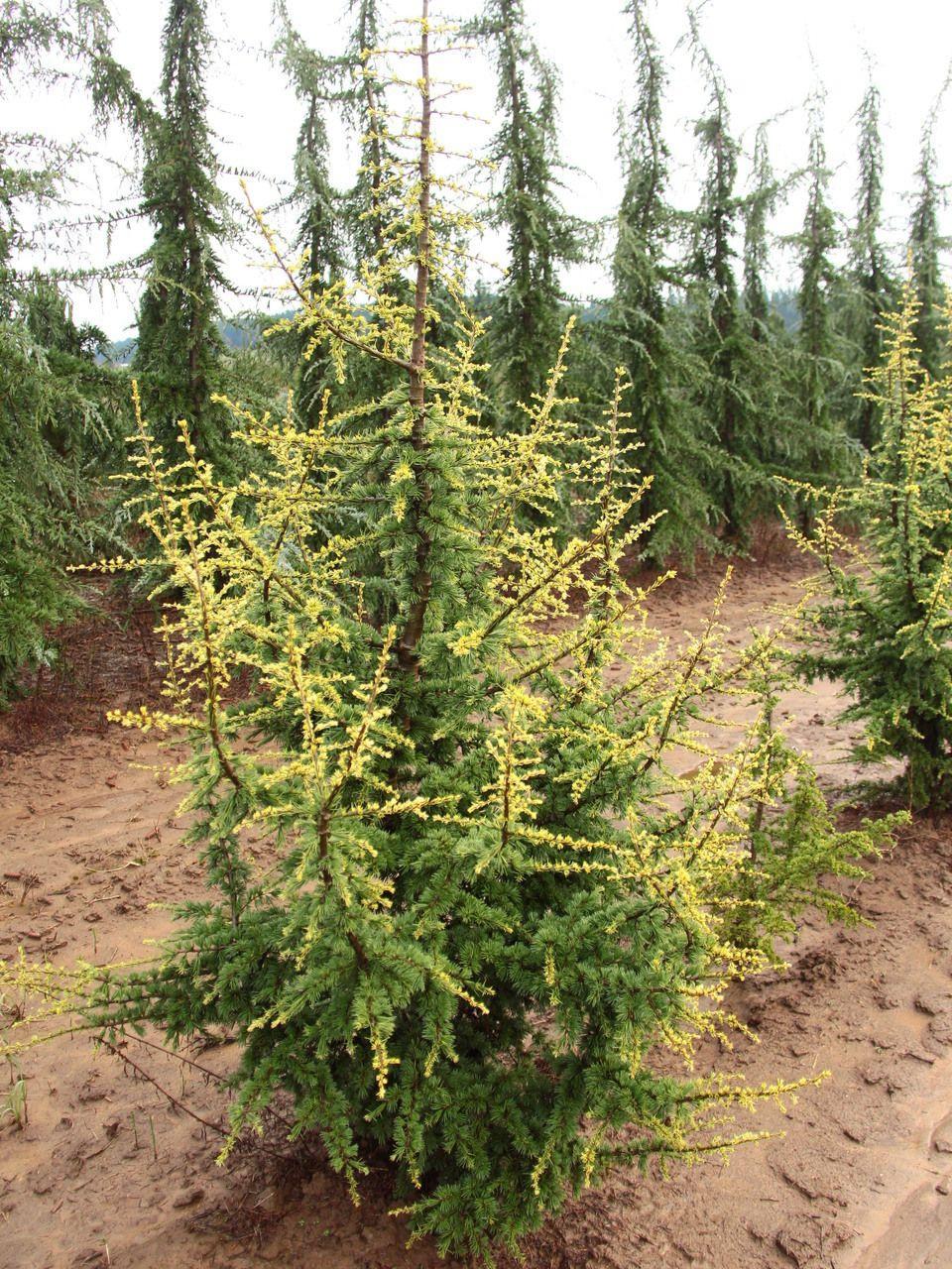 Cedrus Atlantica 'horstmann' - View 25 from www redcrocus com