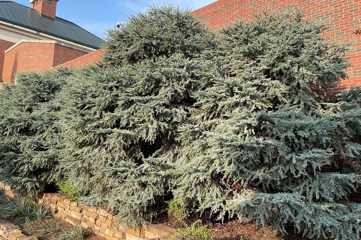Cedrus Atlantica 'horstmann' - View 26 from www redcrocus com