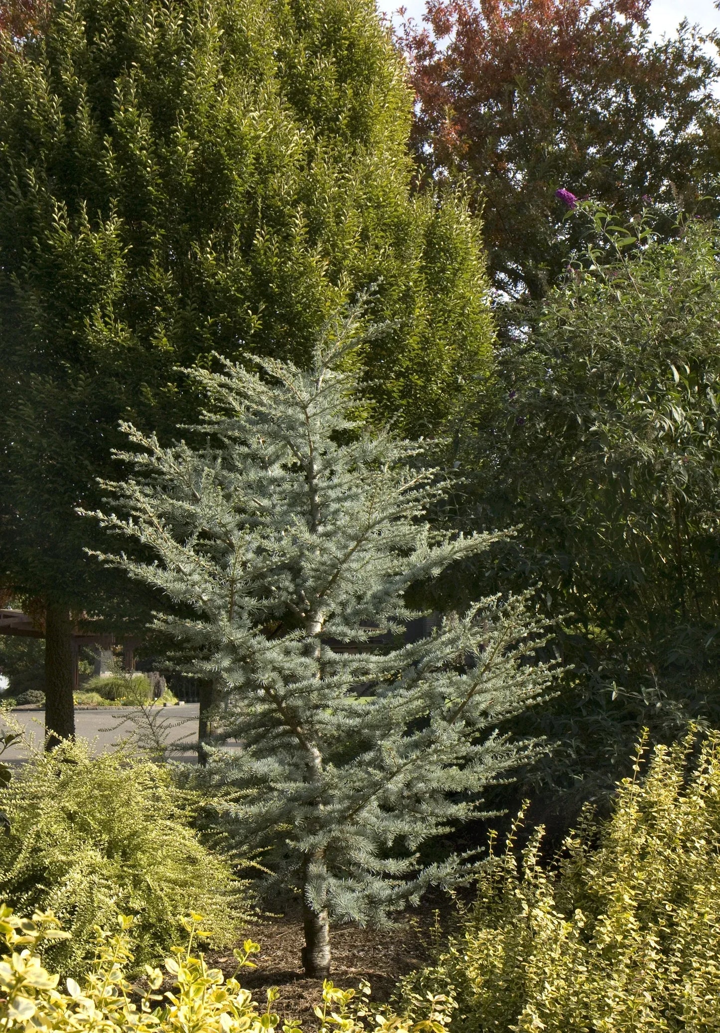 Cedrus Atlantica 'horstmann' - View 27 from www redcrocus com