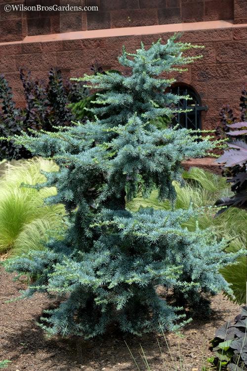 Cedrus Atlantica 'horstmann' - View 30 from www redcrocus com