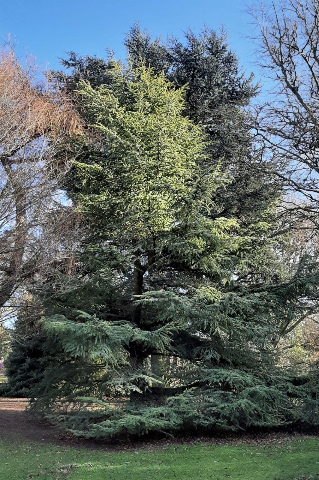 Cedrus Atlantica 'horstmann' - View 32 from www redcrocus com