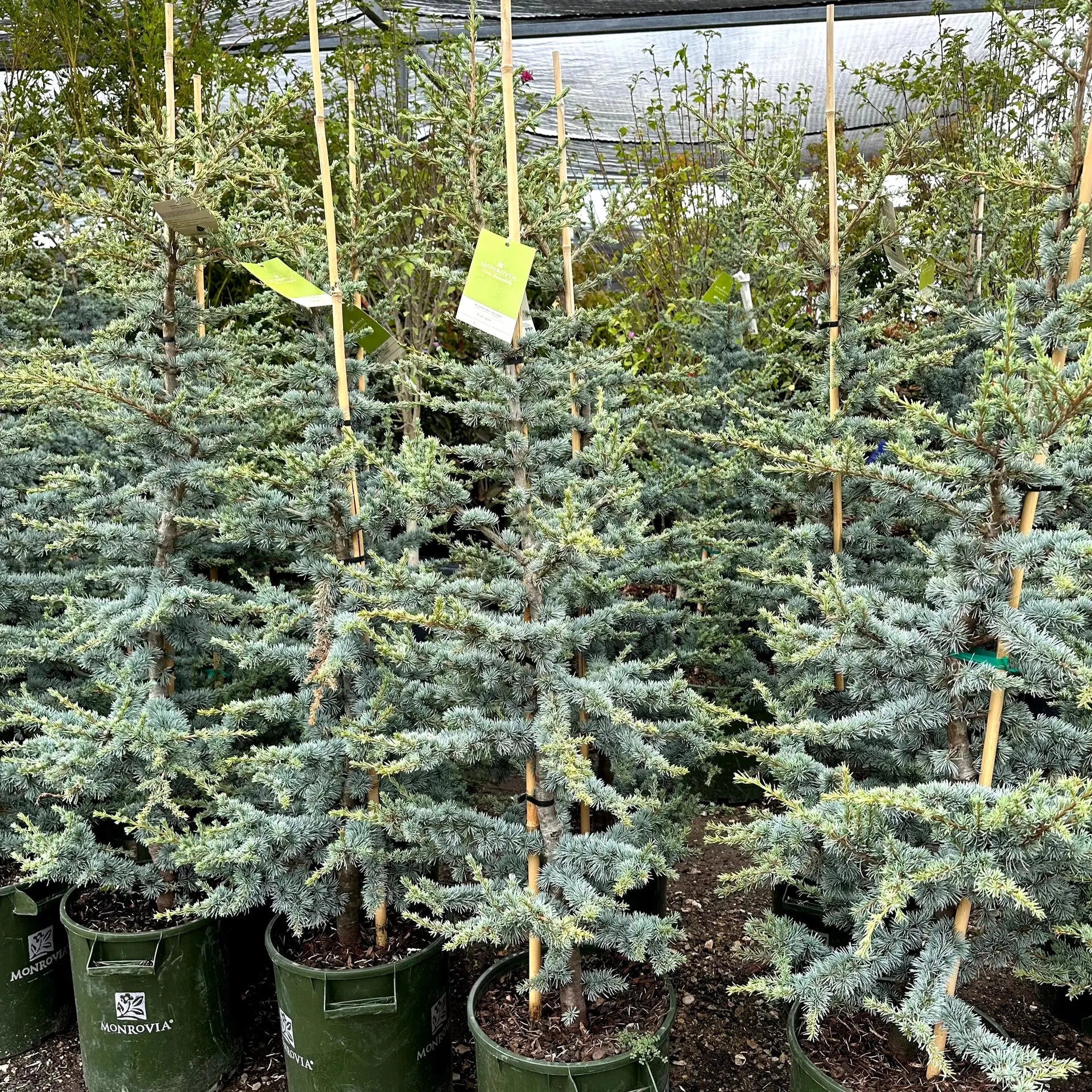 Cedrus Atlantica 'horstmann' - View 33 from www redcrocus com