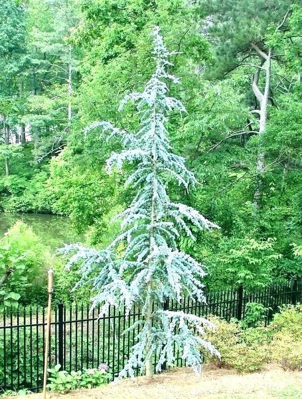 Cedrus Atlantica 'horstmann' - View 34 from www redcrocus com
