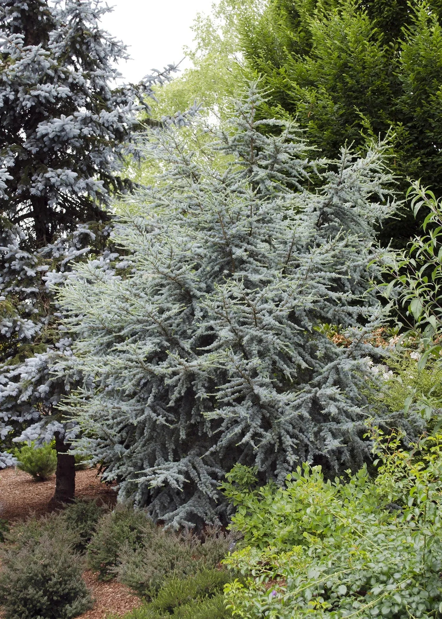 Cedrus Atlantica 'horstmann' - View 37 from www redcrocus com