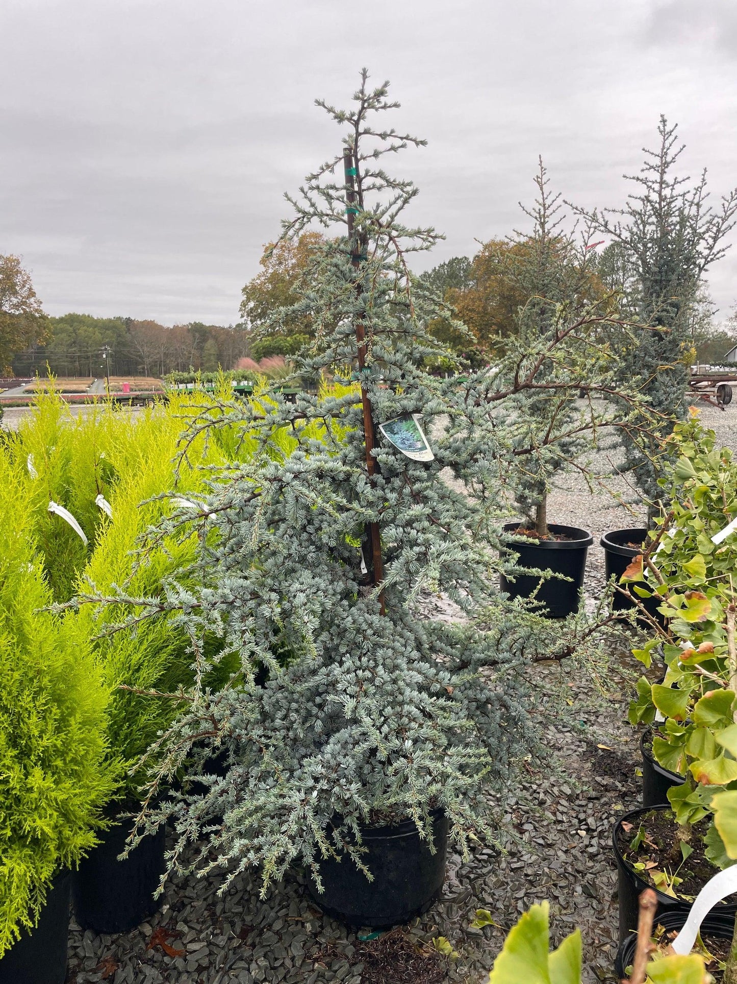 Cedrus Atlantica 'horstmann' - View 38 from www redcrocus com