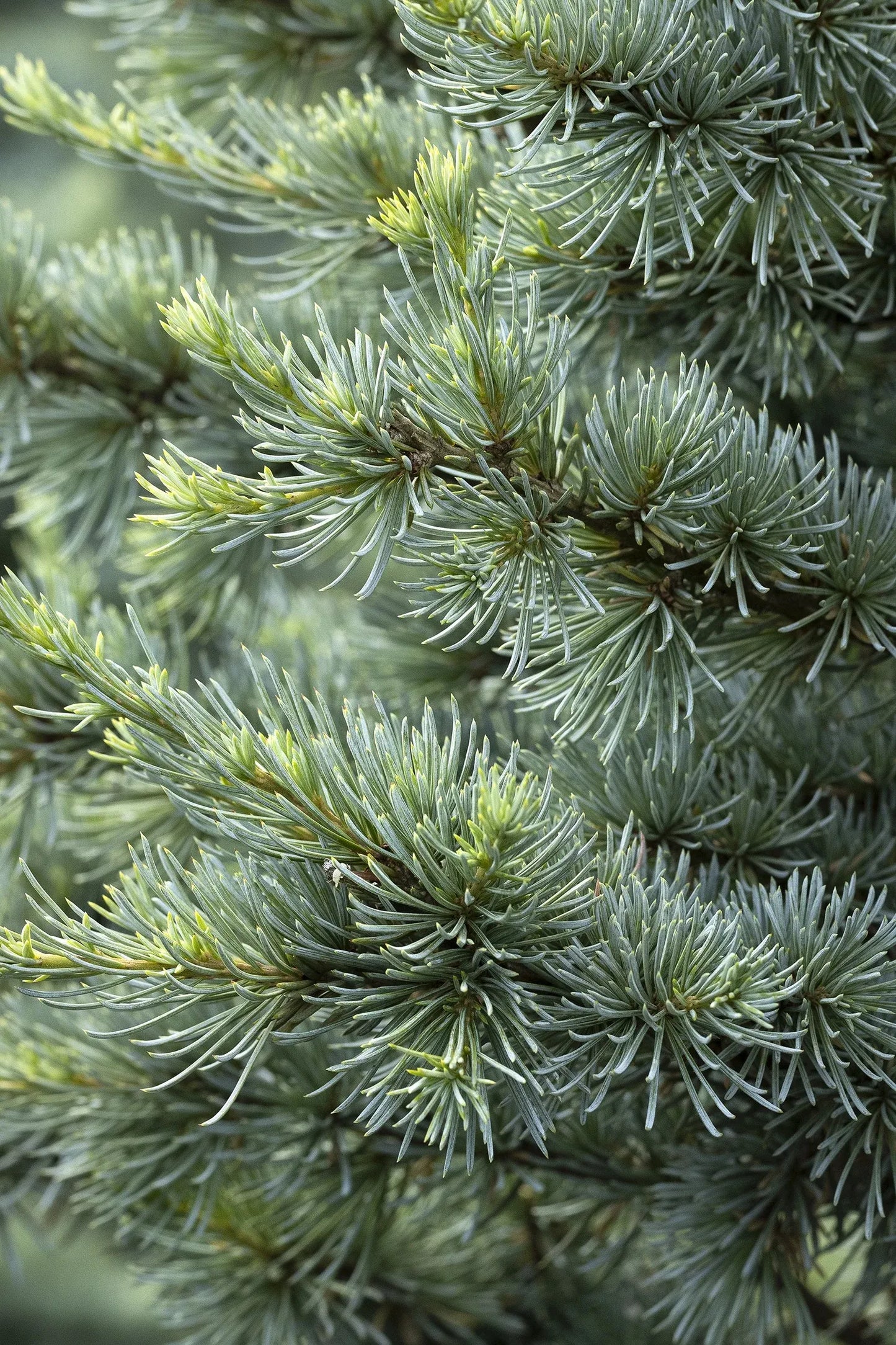 Cedrus Atlantica 'horstmann' - View 39 from www redcrocus com