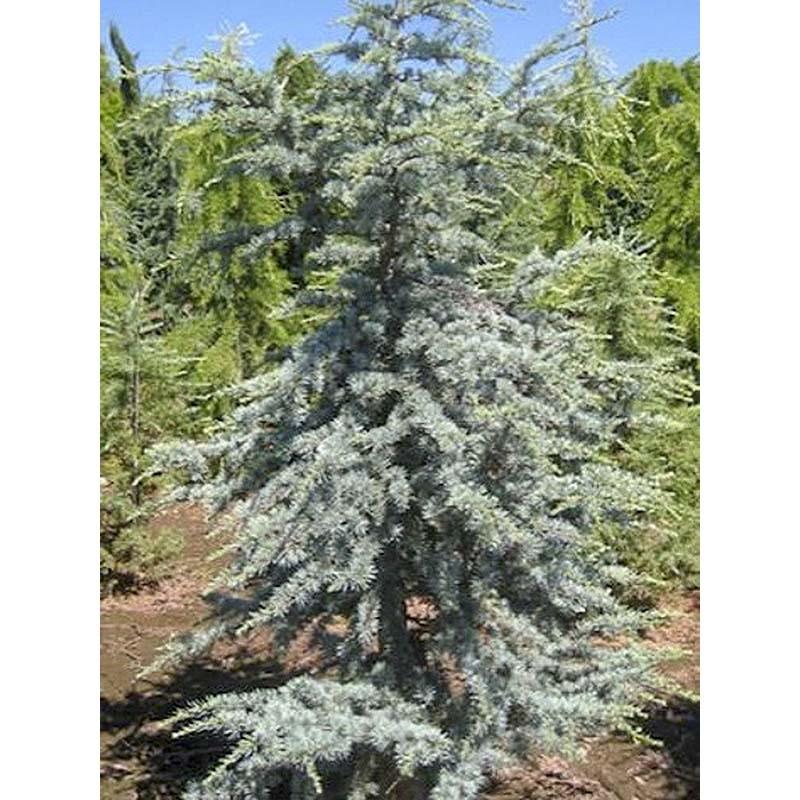 Cedrus Atlantica 'horstmann' - View 40 from www redcrocus com