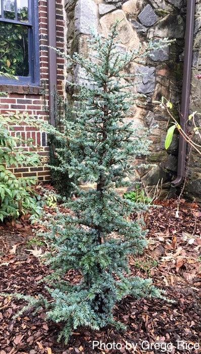 Cedrus Atlantica 'horstmann' - View 4 from www redcrocus com