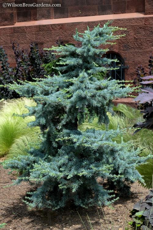 Cedrus Atlantica 'horstmann' - View 6 from www redcrocus com
