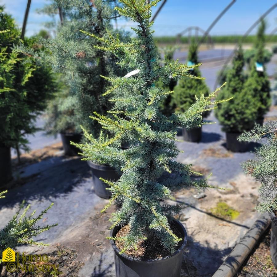 Cedrus Atlantica 'horstmann' - View 8 from www redcrocus com