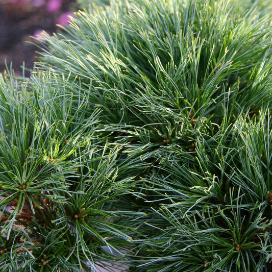 Pinus Strobus Blue Shag - View 10 from www redcrocus com
