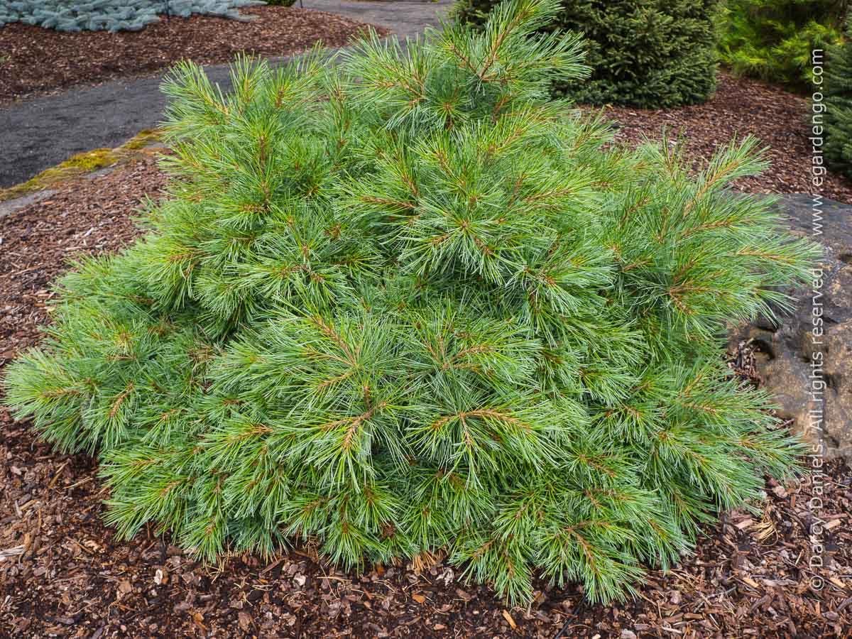 Pinus Strobus Blue Shag - View 11 from www redcrocus com