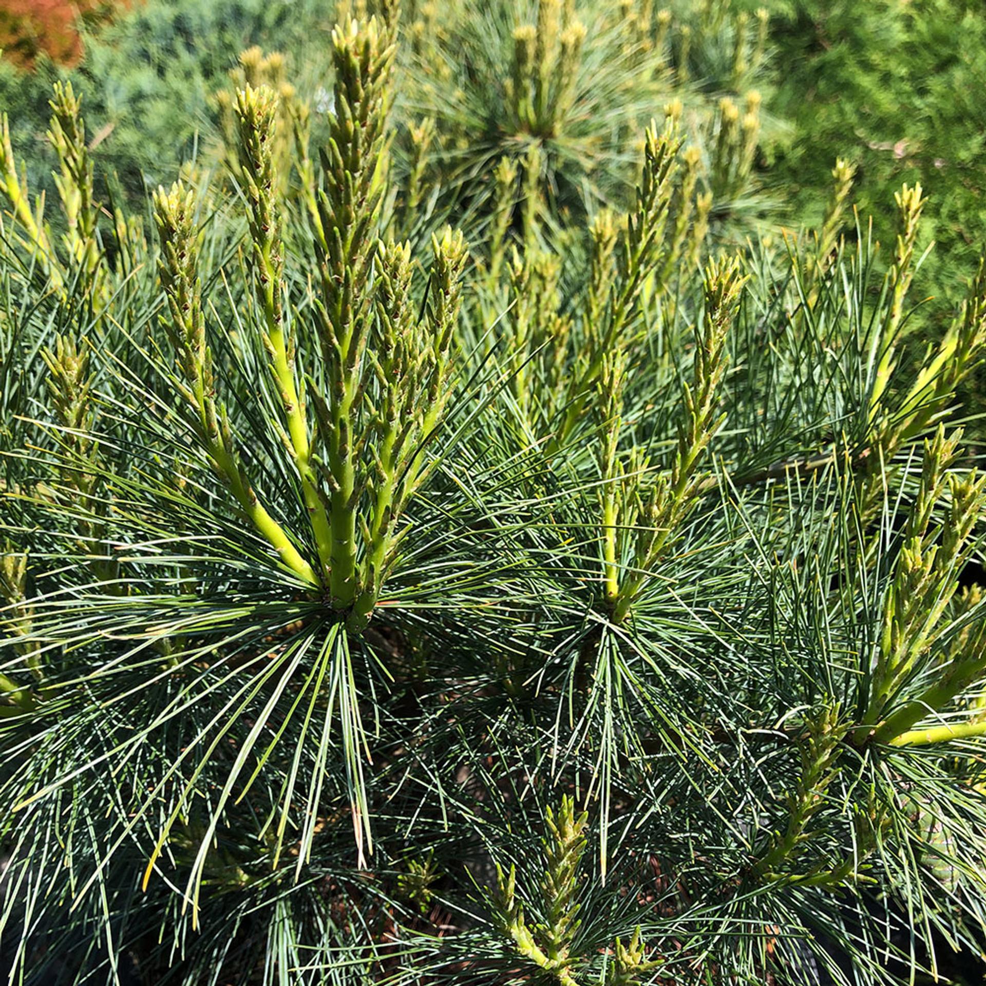 Pinus Strobus Blue Shag - View 12 from www redcrocus com