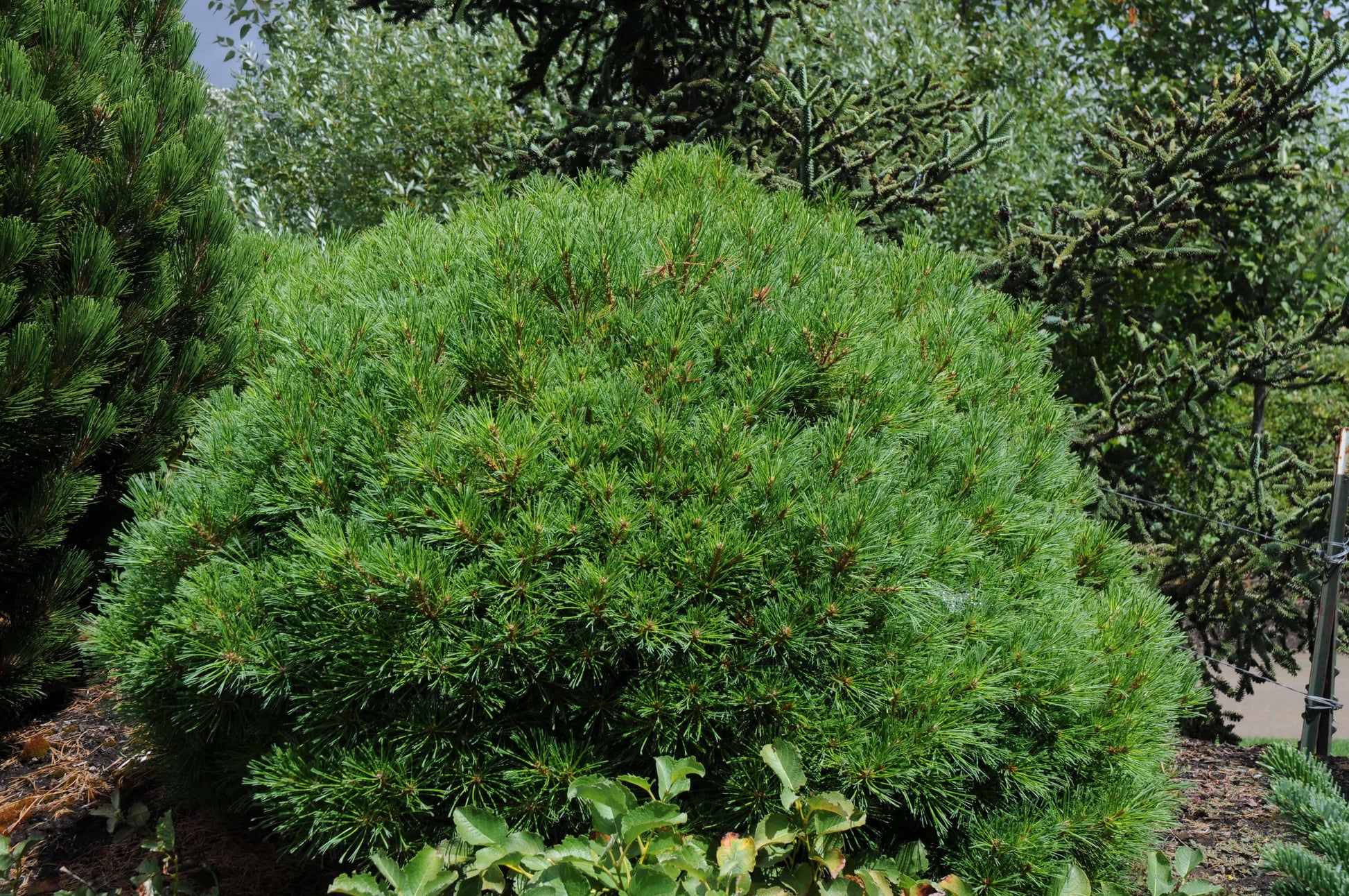 Pinus Strobus Blue Shag - View 16 from www redcrocus com