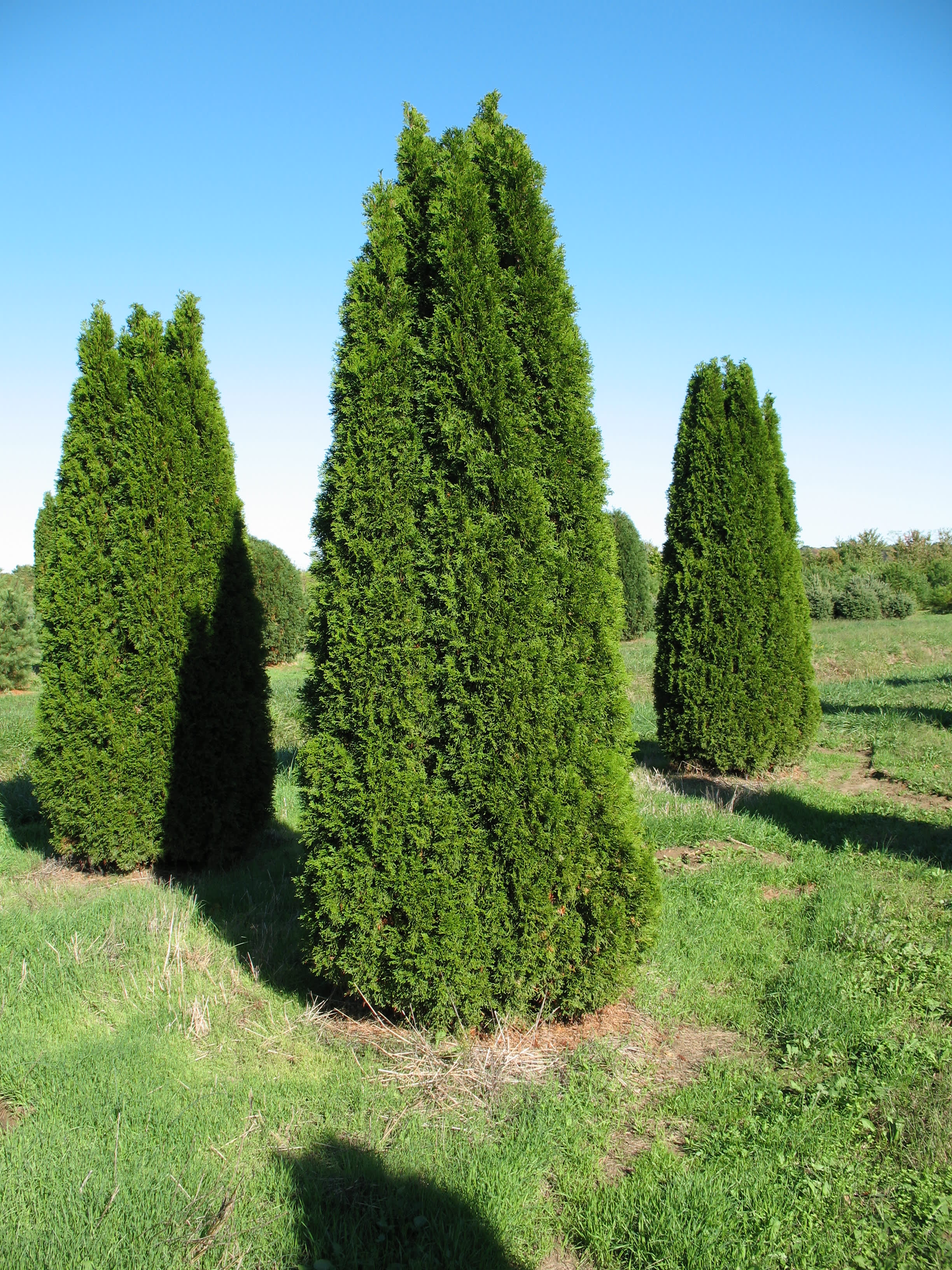 Thuja Occidentalis Emerald Green Flower - View 16 from www redcrocus com