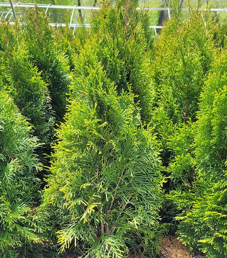 Thuja Occidentalis Emerald Green Flower - View 17 from www redcrocus com