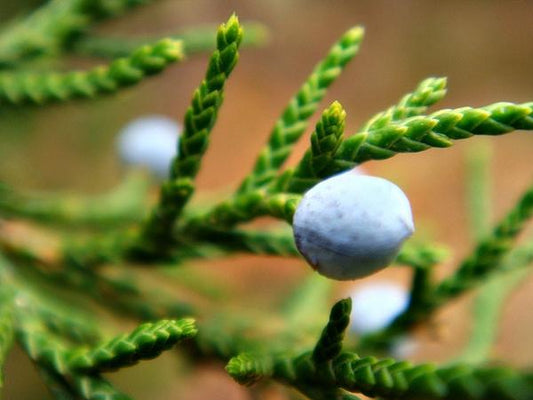 Juniperus Virginiana Falling Waters - View 11 from www redcrocus com