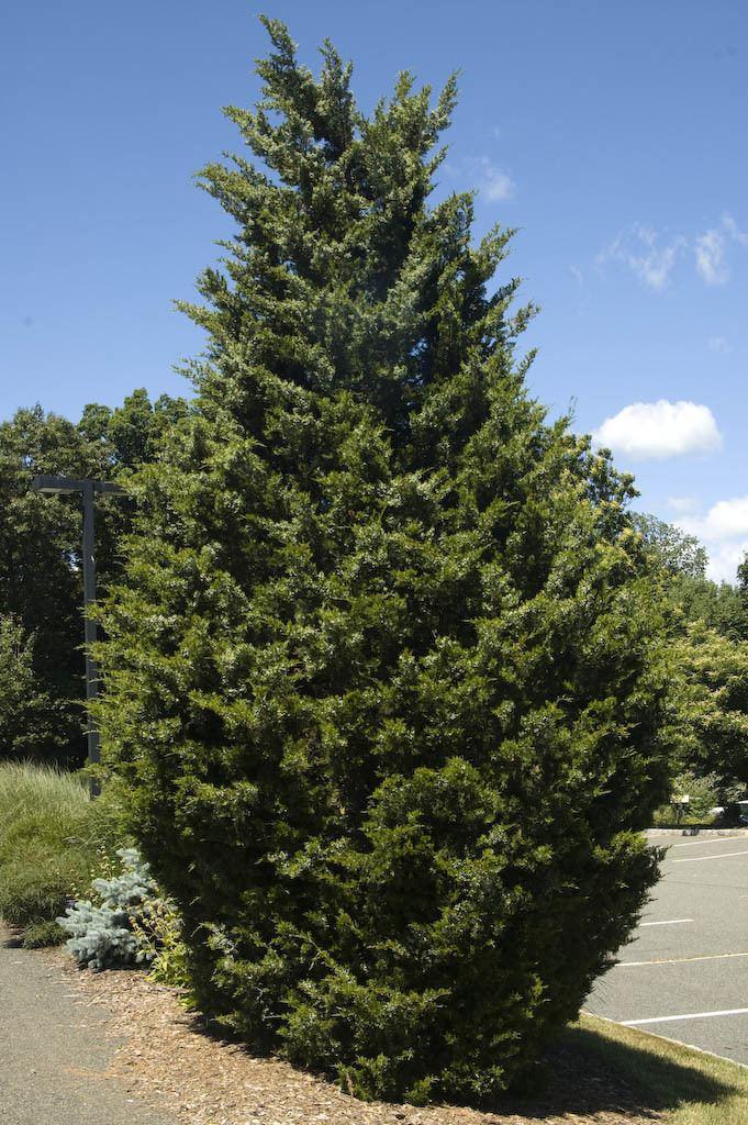 Juniperus Virginiana Falling Waters - View 15 from www redcrocus com