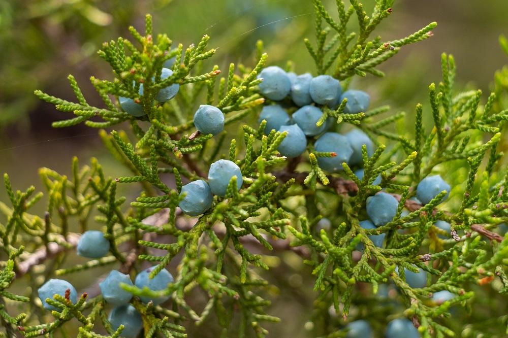 Juniperus Virginiana Falling Waters - View 16 from www redcrocus com