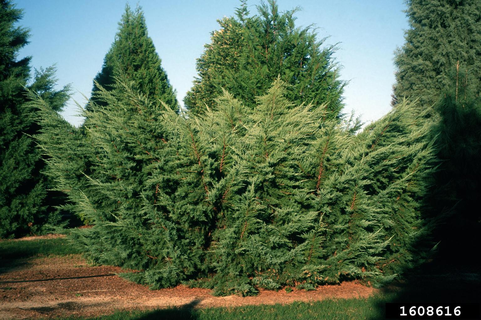 Juniperus Virginiana Falling Waters - View 17 from www redcrocus com