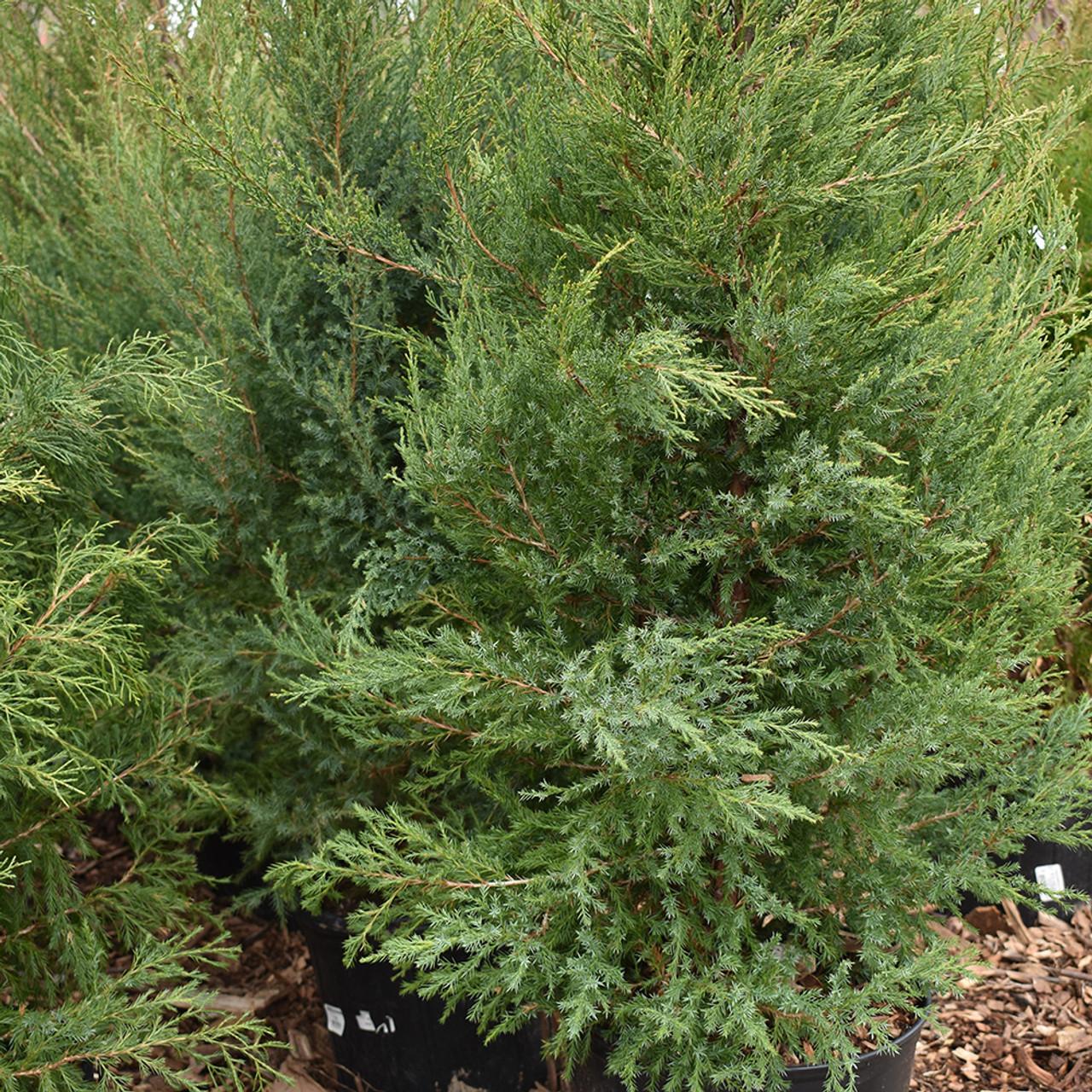 Juniperus Virginiana Falling Waters - View 19 from www redcrocus com