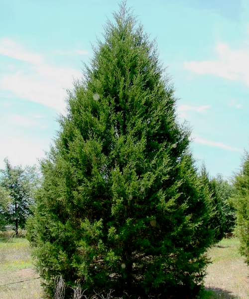Juniperus Virginiana Falling Waters - View 3 from www redcrocus com
