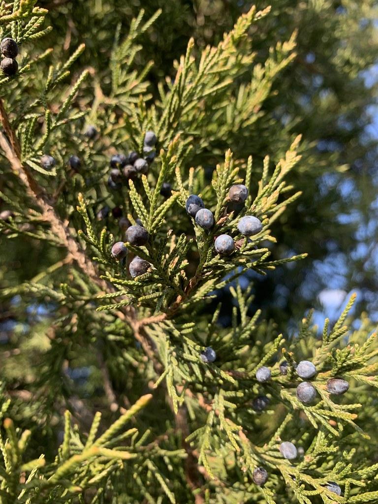 Juniperus Virginiana Falling Waters - View 4 from www redcrocus com
