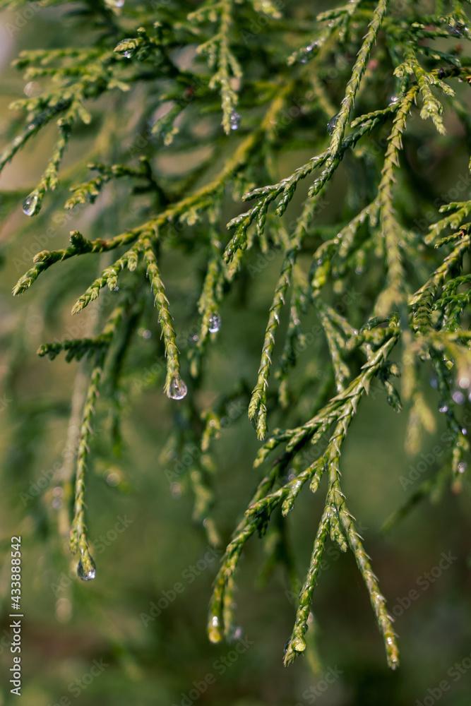 Juniperus Virginiana Falling Waters - View 5 from www redcrocus com