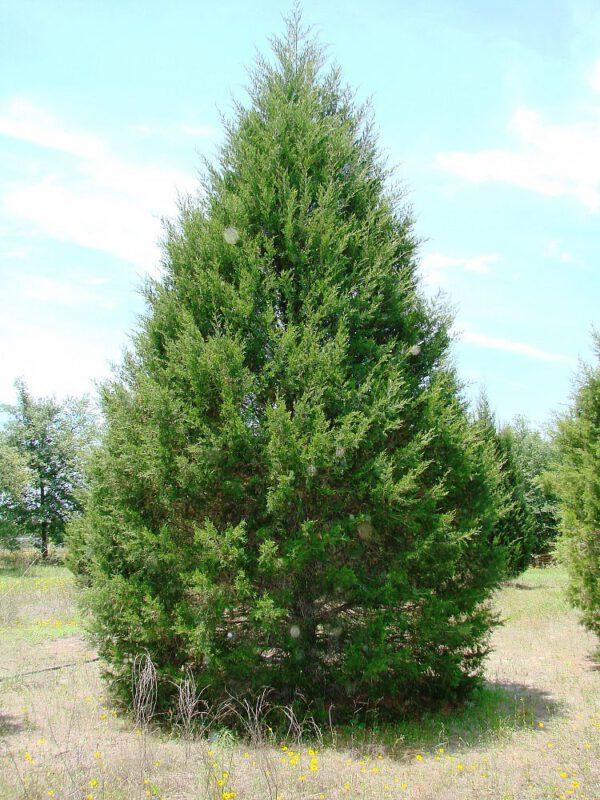 Juniperus Virginiana Falling Waters - View 6 from www redcrocus com