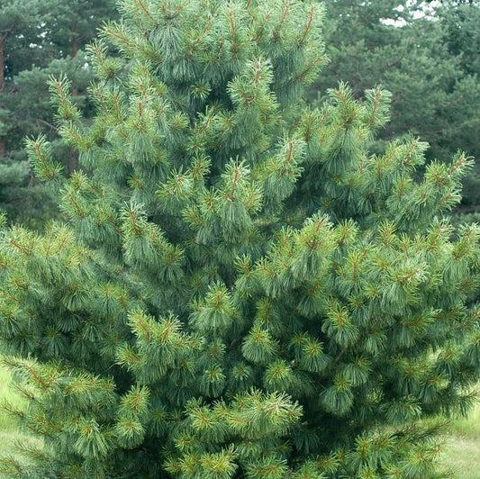 Pinus Koraiensis Oculus Draconis - View 1 from www redcrocus com