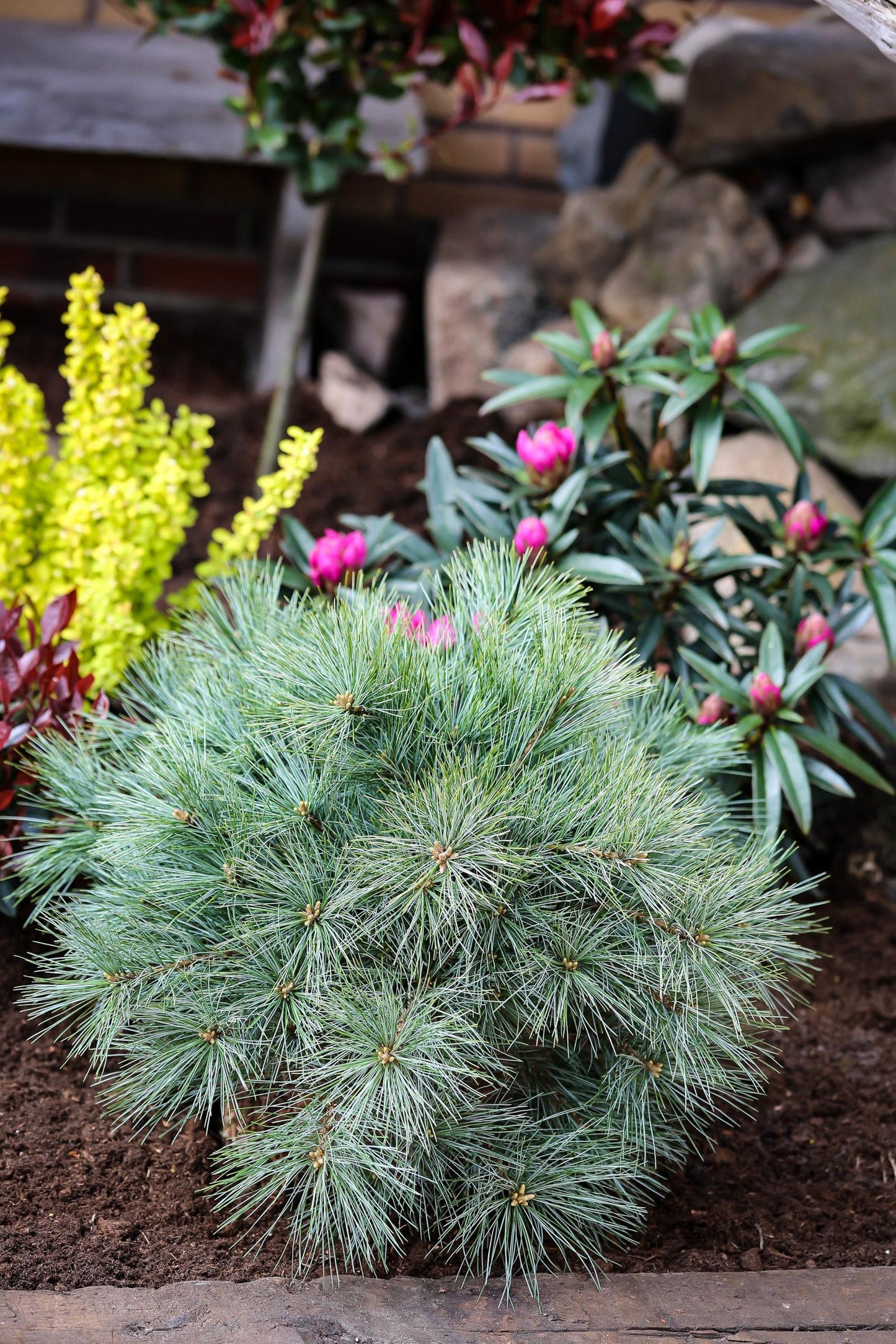 Pinus Strobus Blue Shag - View 19 from www redcrocus com