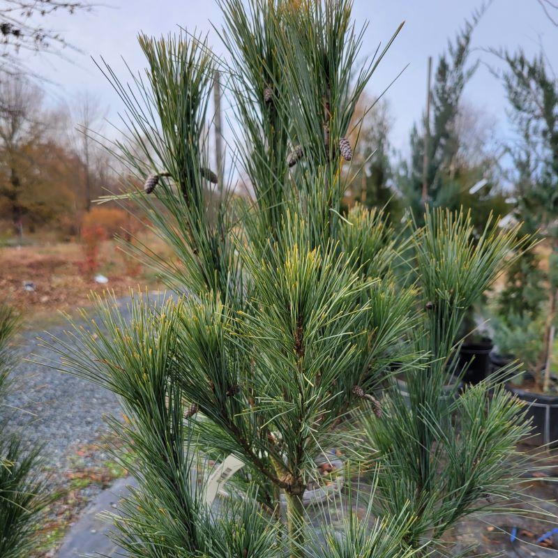 Pinus Strobus 'fastigiata' - View 10 from www redcrocus com