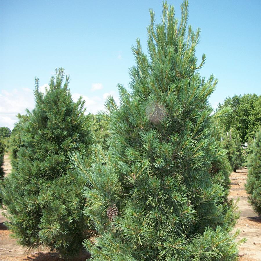 Pinus Strobus 'fastigiata' - View 13 from www redcrocus com