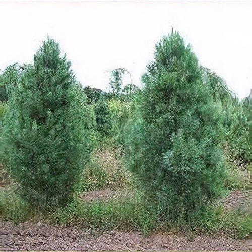Pinus Strobus 'fastigiata' - View 14 from www redcrocus com
