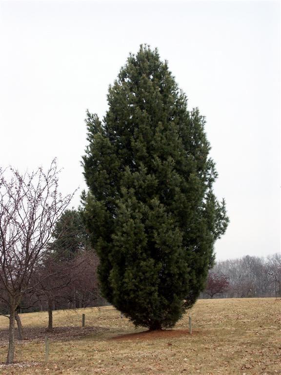 Pinus Strobus 'fastigiata' - View 15 from www redcrocus com