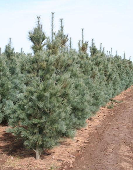 Pinus Strobus 'fastigiata' - View 16 from www redcrocus com