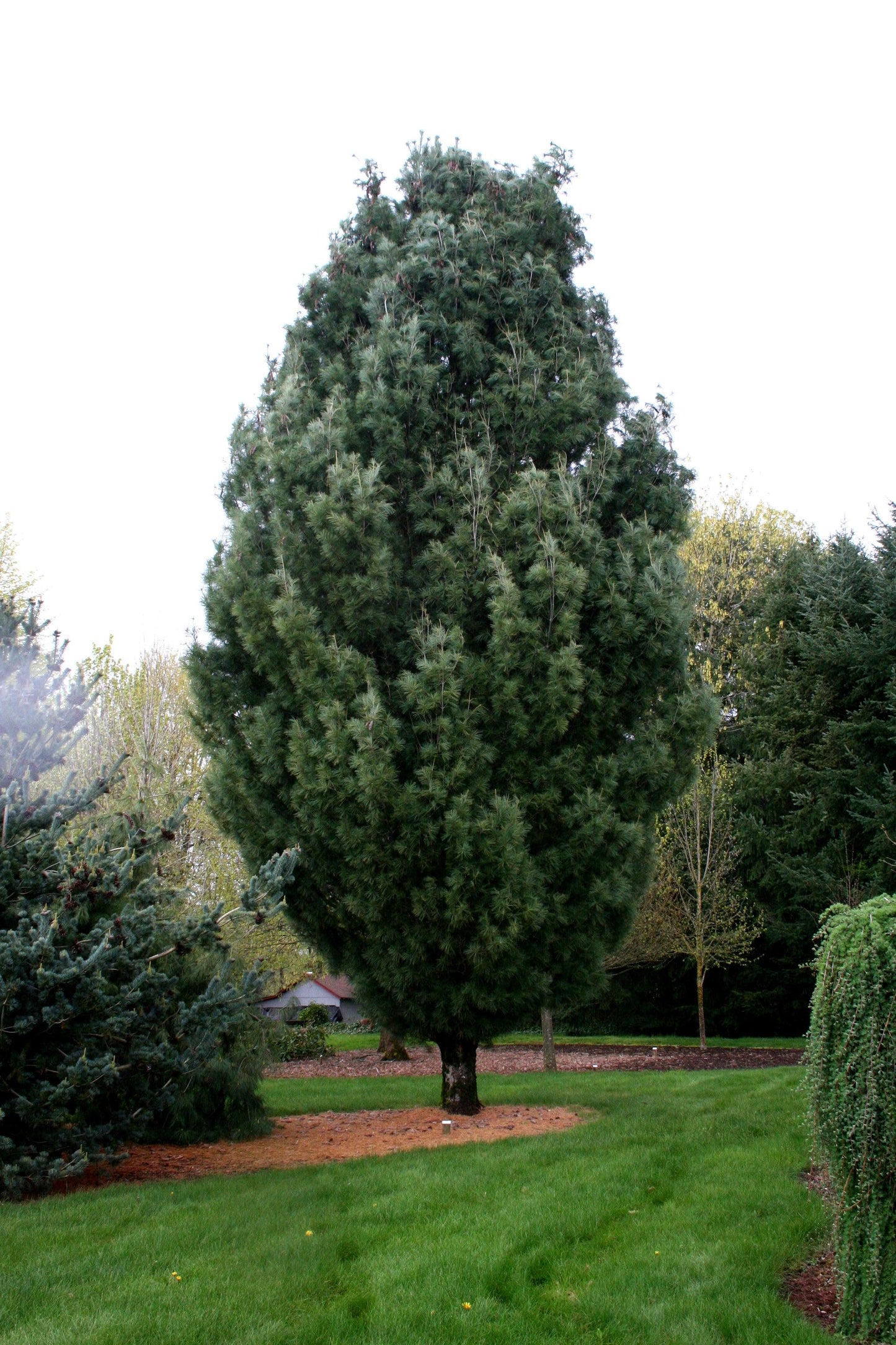 Pinus Strobus 'fastigiata' - View 17 from www redcrocus com