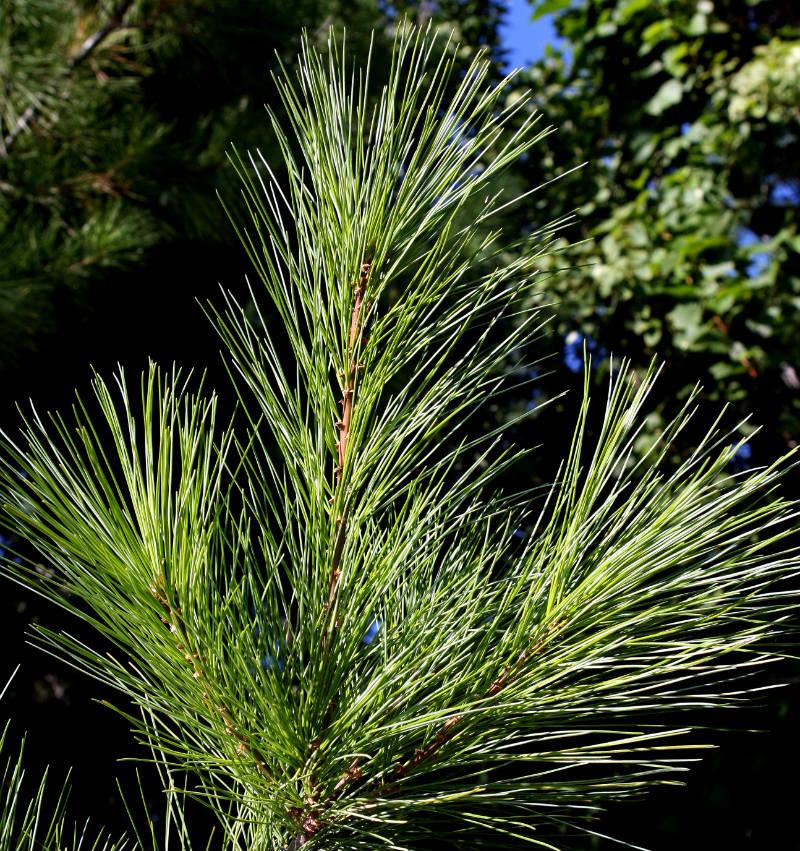 Pinus Strobus 'fastigiata' - View 18 from www redcrocus com