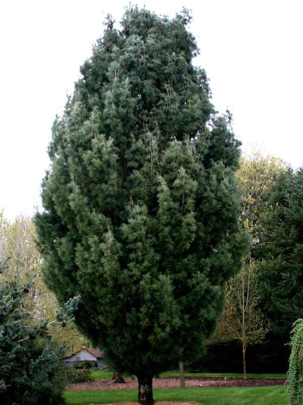 Pinus Strobus 'fastigiata' - View 19 from www redcrocus com