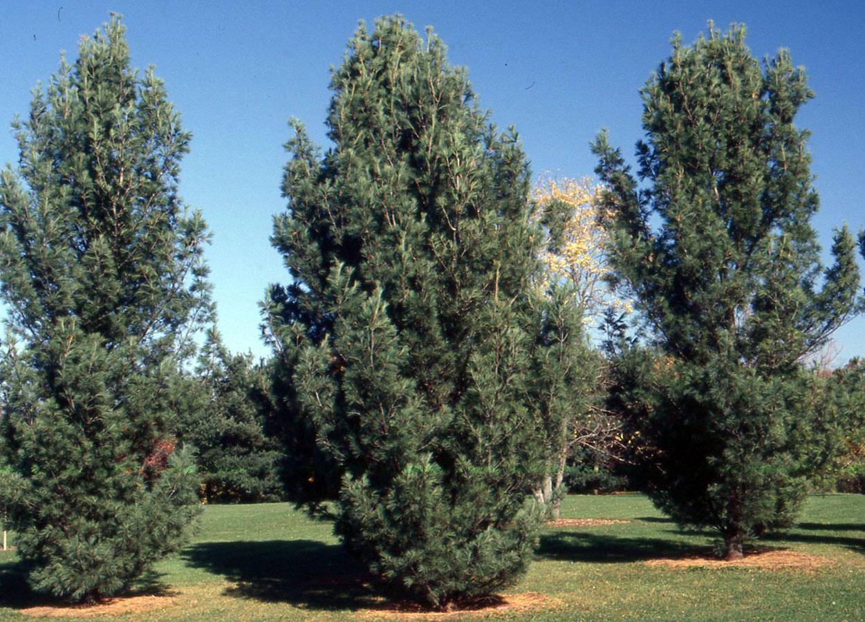 Pinus Strobus 'fastigiata' - View 1 from www redcrocus com