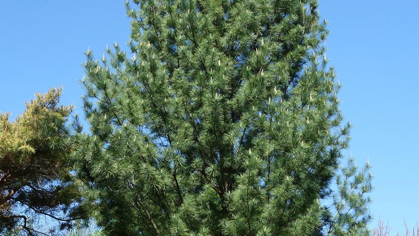 Pinus Strobus 'fastigiata' - View 22 from www redcrocus com
