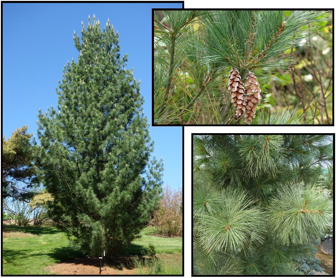 Pinus Strobus 'fastigiata' - View 23 from www redcrocus com