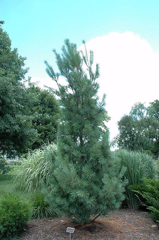 Pinus Strobus 'fastigiata' - View 24 from www redcrocus com