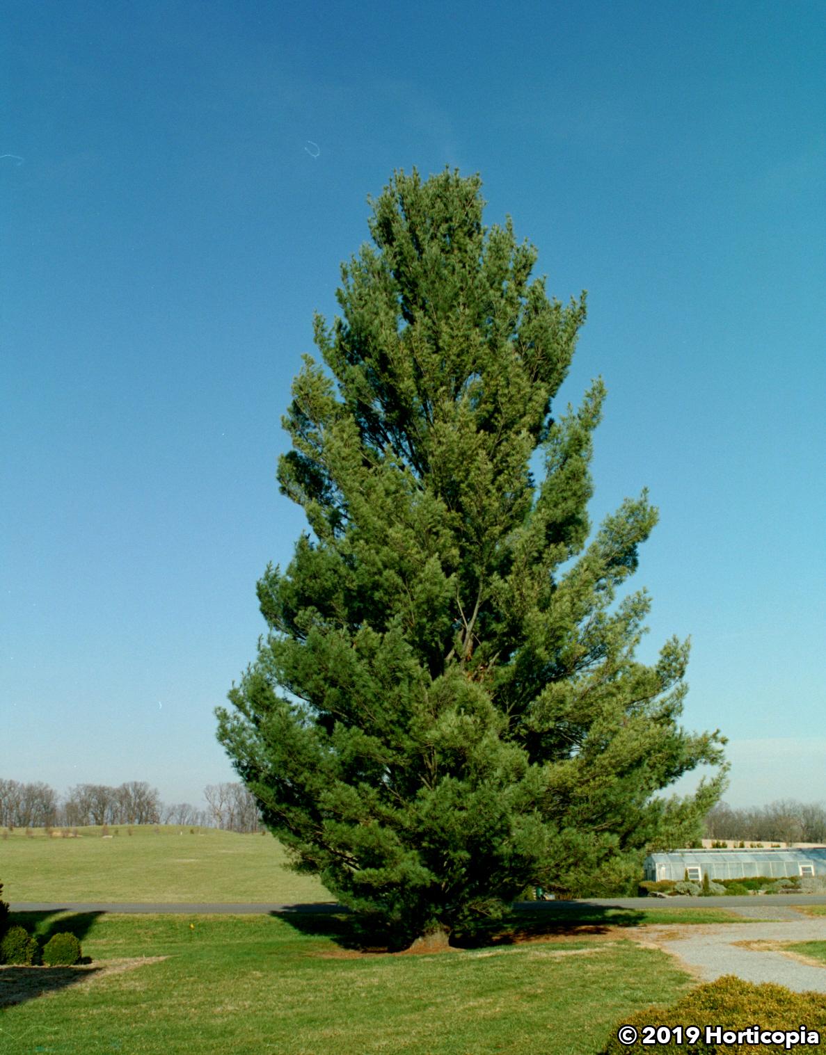 Pinus Strobus 'fastigiata' - View 27 from www redcrocus com