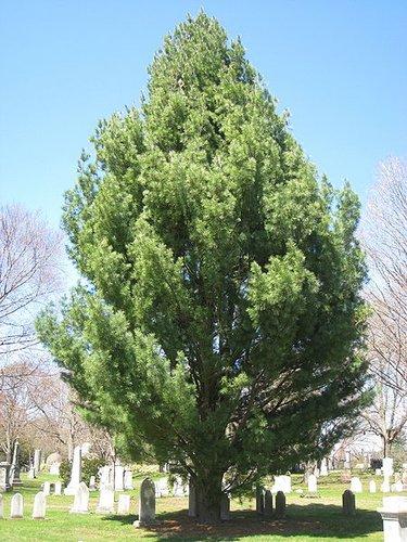 Pinus Strobus 'fastigiata' - View 28 from www redcrocus com