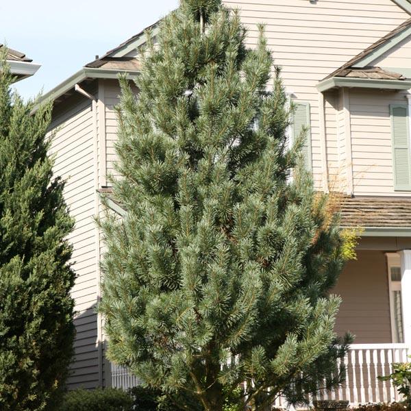 Pinus Strobus 'fastigiata' - View 29 from www redcrocus com