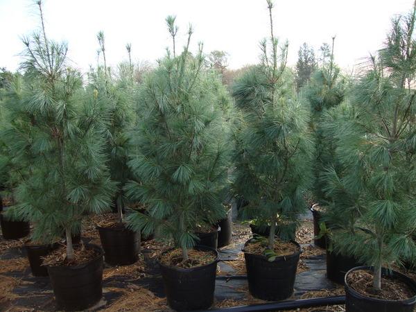 Pinus Strobus 'fastigiata' - View 30 from www redcrocus com